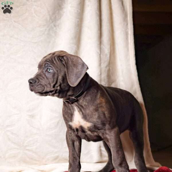 Easton, Cane Corso Puppy